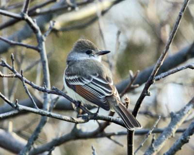 Ash-throated Flycatcher - Myiarchus cinerascens