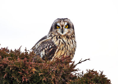 Short-eared Owl - Asio flammeus