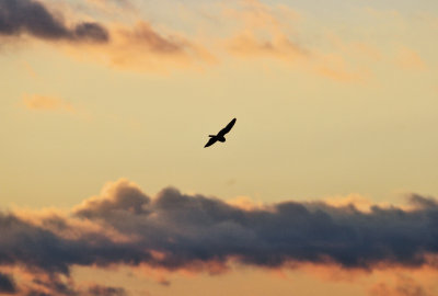 Short-eared Owl flying off into the sunset