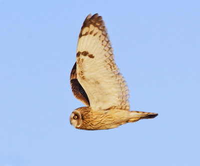 Short-eared Owl - Asio flammeus