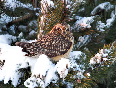 Short-eared Owl - Asio flammeus