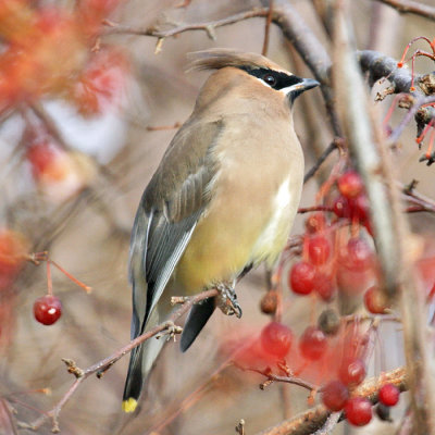 Cedar Waxwing - Bombycilla cedrorum