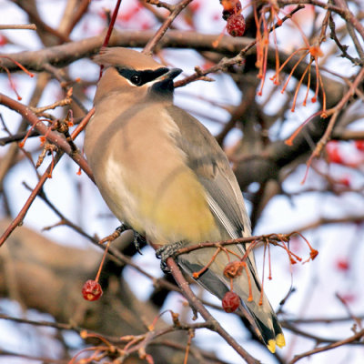 Cedar Waxwing - Bombycilla cedrorum