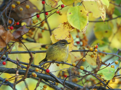 Palm Warbler - Setophaga palmarum