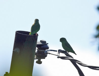 Green-rumped Parrotlet - Forpus passerinus