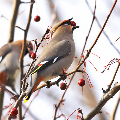 Bohemian Waxwing - Bombycilla garrulus