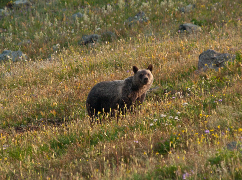 brown_bear.jpg
