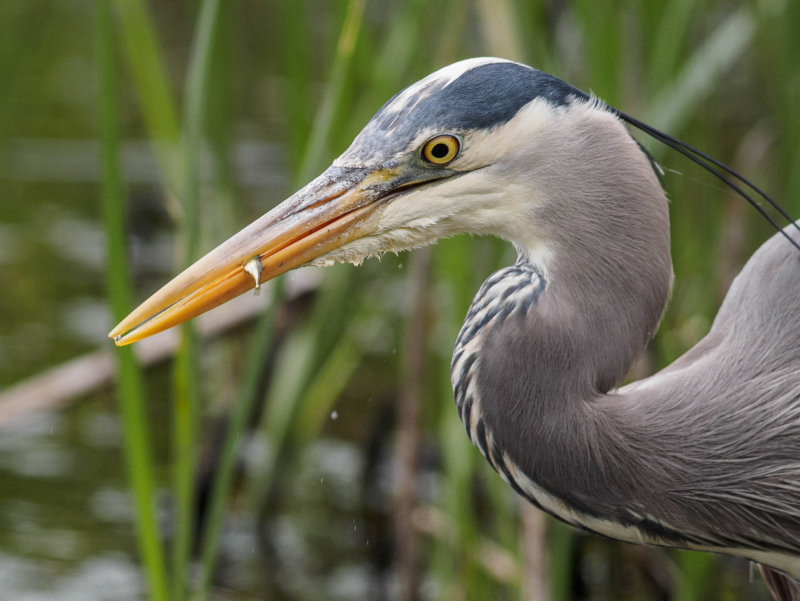heron.jpg