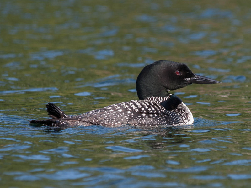 loon.jpg