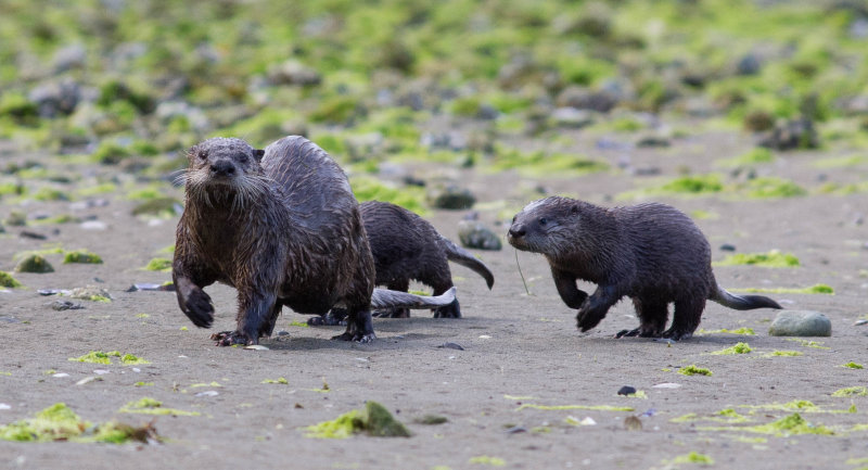 river_otters.jpg