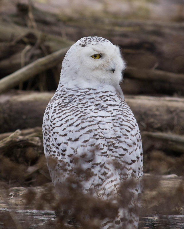snowy_owl.jpg