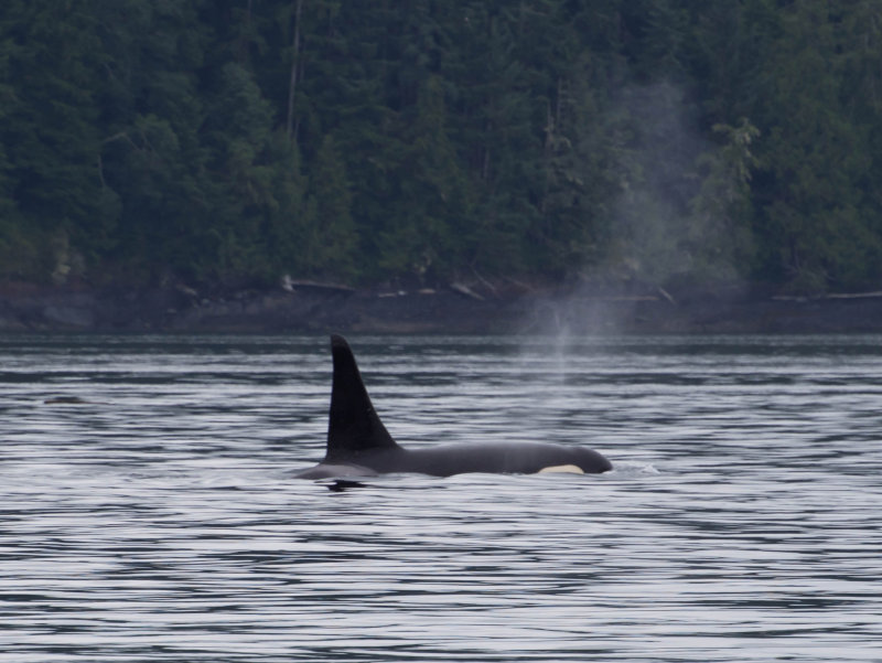 orca1.jpg