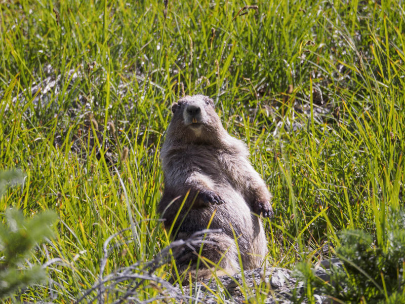 Marmot