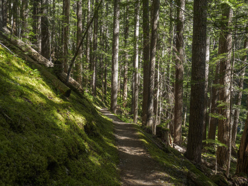 Forest by Royal creek near the Dungeness river