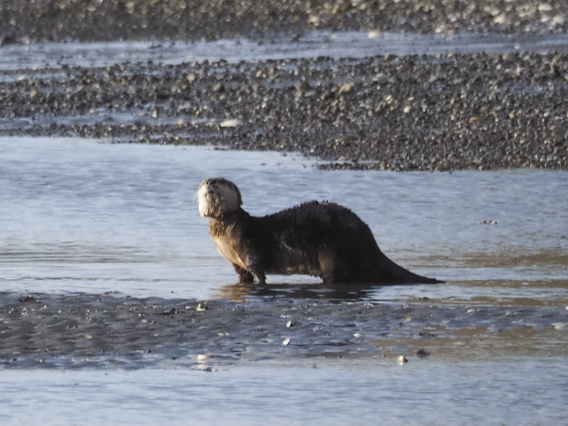 otter_collar-2.jpg