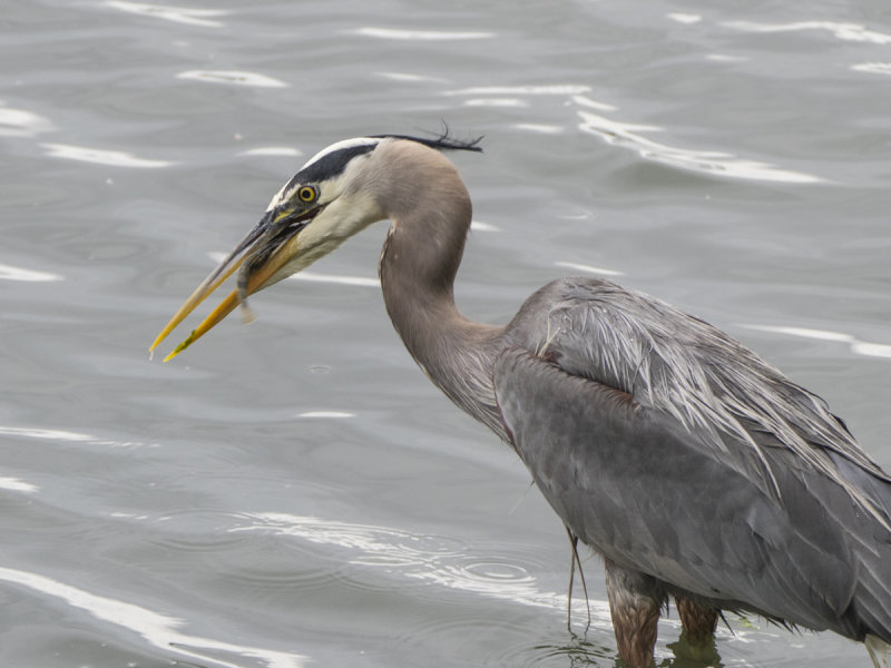 Why forage fish are so important