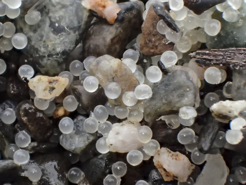 Smelt eggs