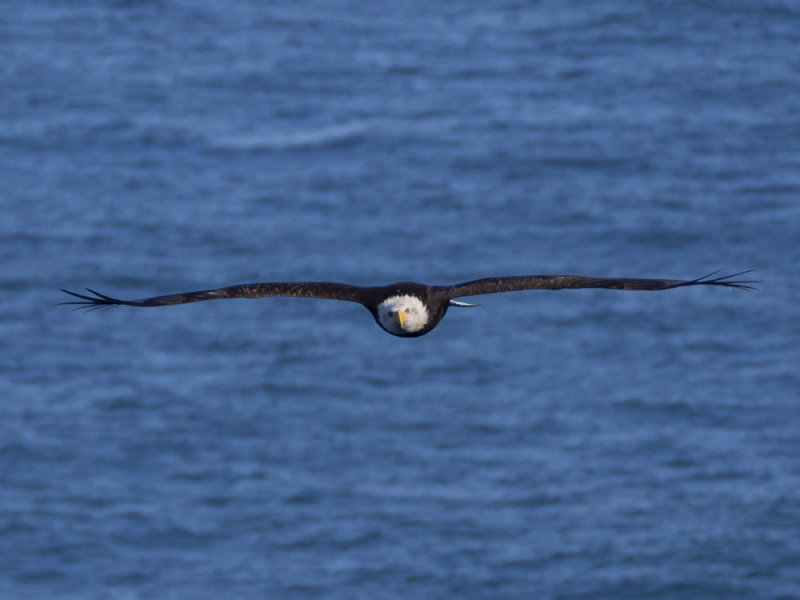 eagle5