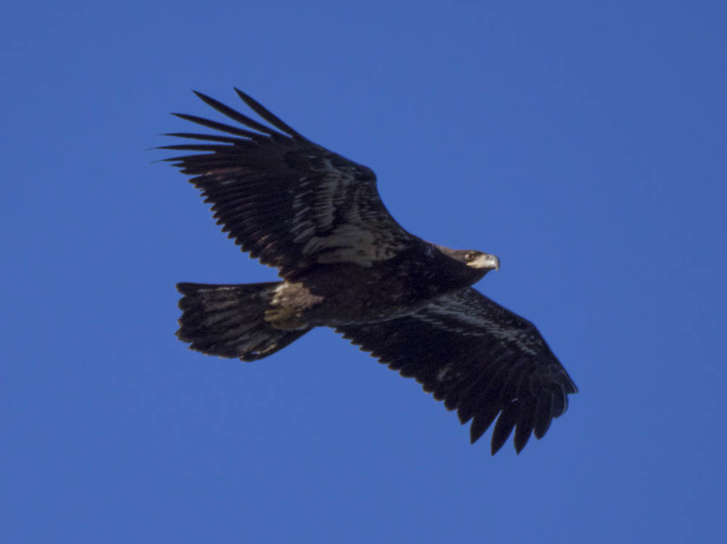 eagle6