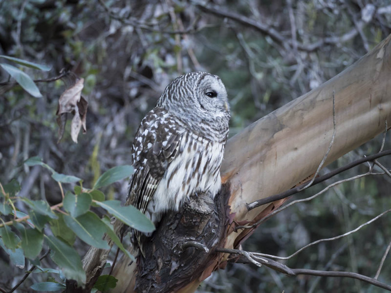 barred_owl-2