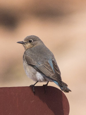 Mountain Bluebird