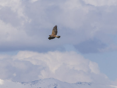 Harrier