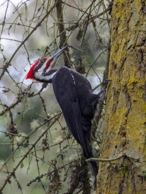 woodpecker-1.jpg