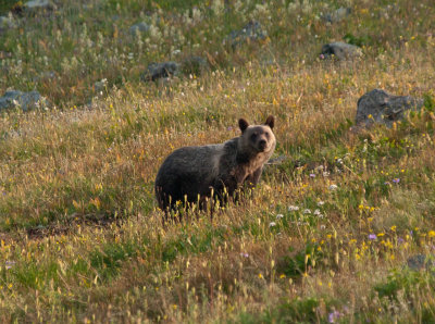 brown_bear.jpg