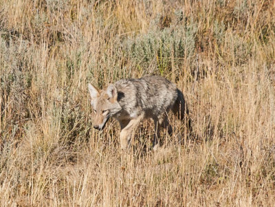 coyote.jpg