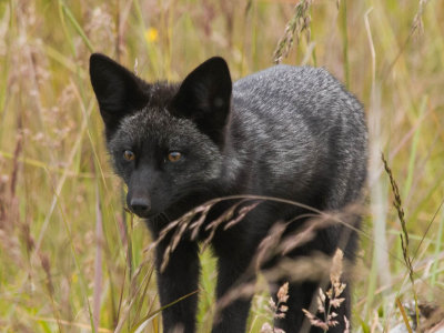 fox_black.jpg