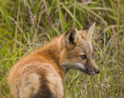 fox_kit.jpg