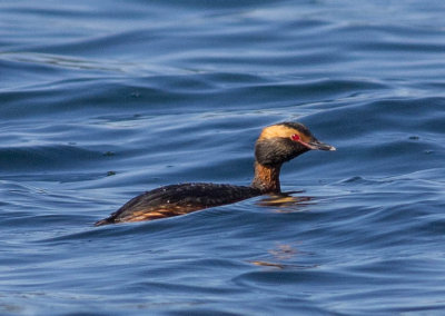 grebe.jpg