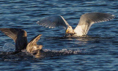 gulls.jpg