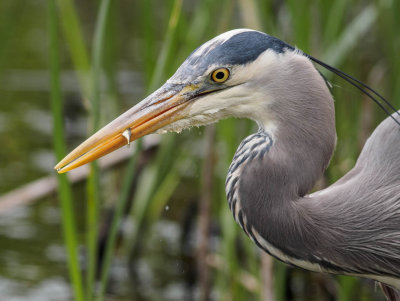 heron.jpg