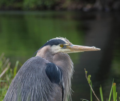 heron2.jpg