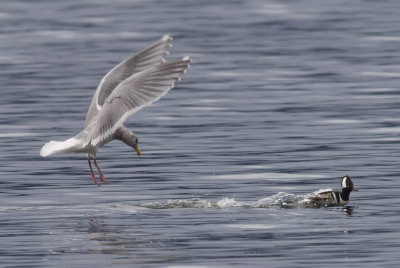 merganser_gull.jpg