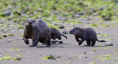 river_otters.jpg