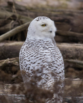 snowy_owl.jpg