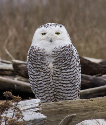 snowy_owl2.jpg