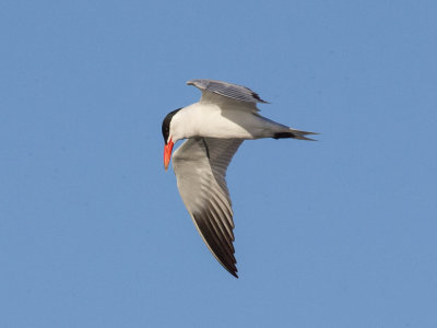 tern.jpg
