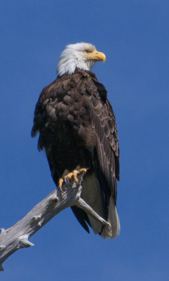 eagle.jpg