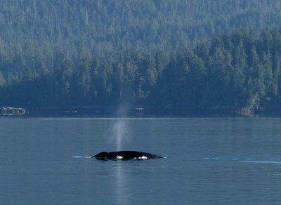 humpback.jpg