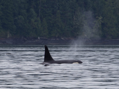 orca1.jpg