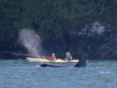 orca3.jpg