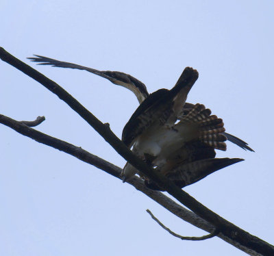 osprey2.jpg