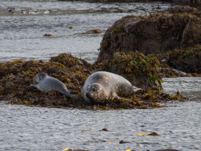 seal2.jpg