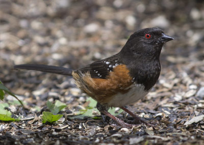 towhee.jpg