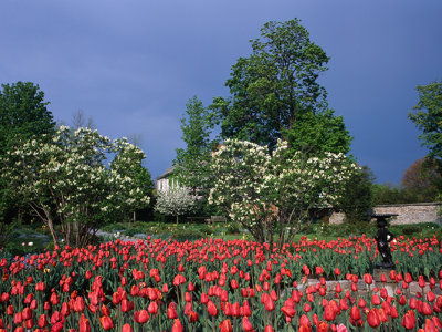 Maplelawn Garden