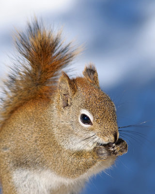 Red Squirrel