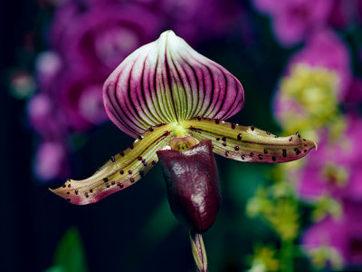 Ladyslipper orchid